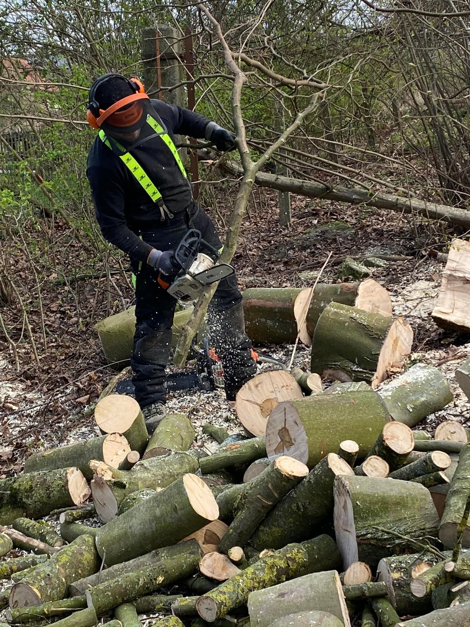 Oude bomen snoeien